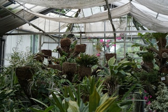 A lush greenhouse filled with various tropical plants and ferns. The plants are arranged in baskets and mounted vertically against a backdrop of glass windows. Pink flowers peek through the greenery, adding vibrant color. The greenhouse structure is made of glass and metal, allowing natural light to permeate the space.