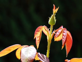 A close-up of a plant stem with young, vibrant leaves that are red and green. The leaves have serrated edges and are illuminated by sunlight, giving them a slightly translucent and glowing appearance against a dark background.