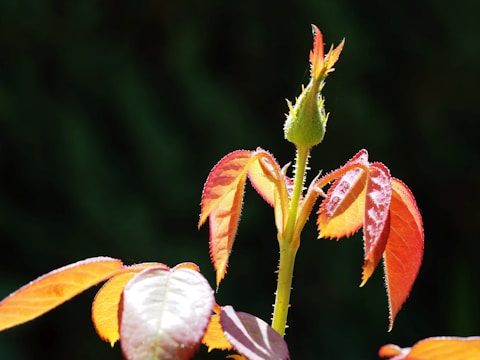 A close-up of a plant stem with young, vibrant leaves that are red and green. The leaves have serrated edges and are illuminated by sunlight, giving them a slightly translucent and glowing appearance against a dark background.