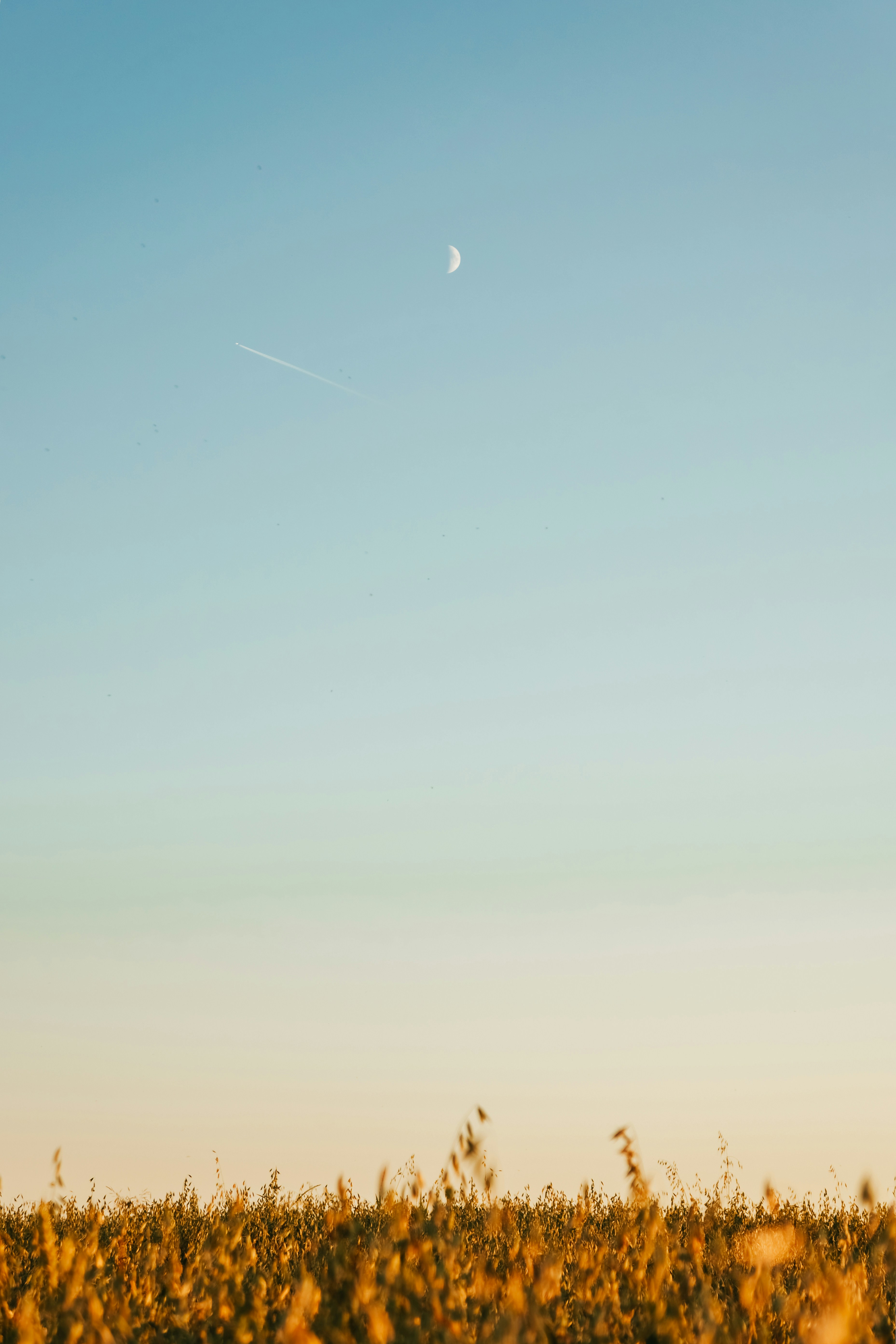a person standing in a field with a kite in the sky