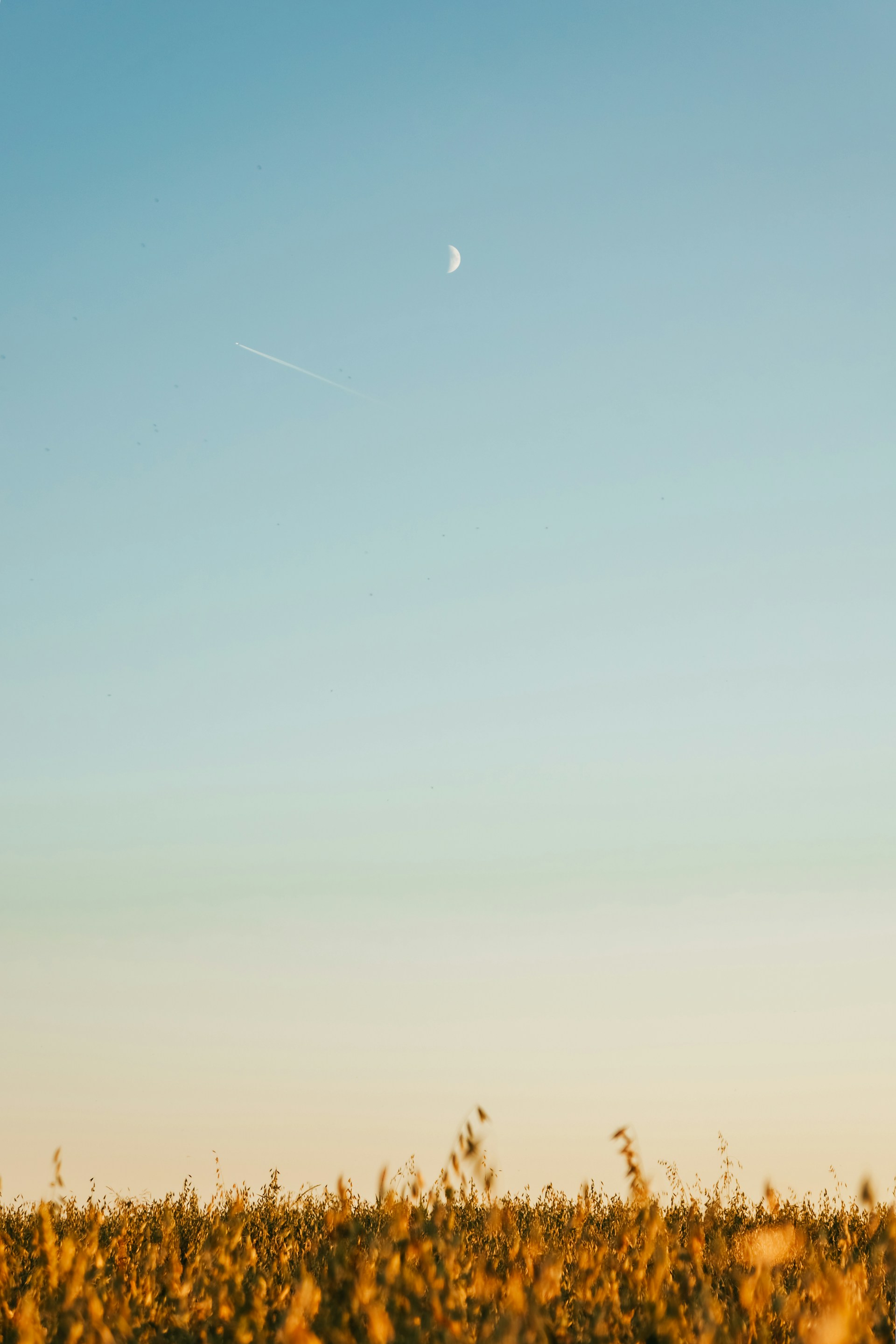 a person standing in a field with a kite in the sky