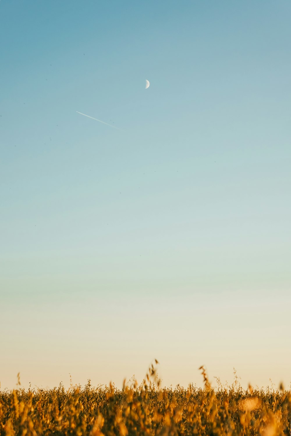 a person standing in a field with a kite in the sky