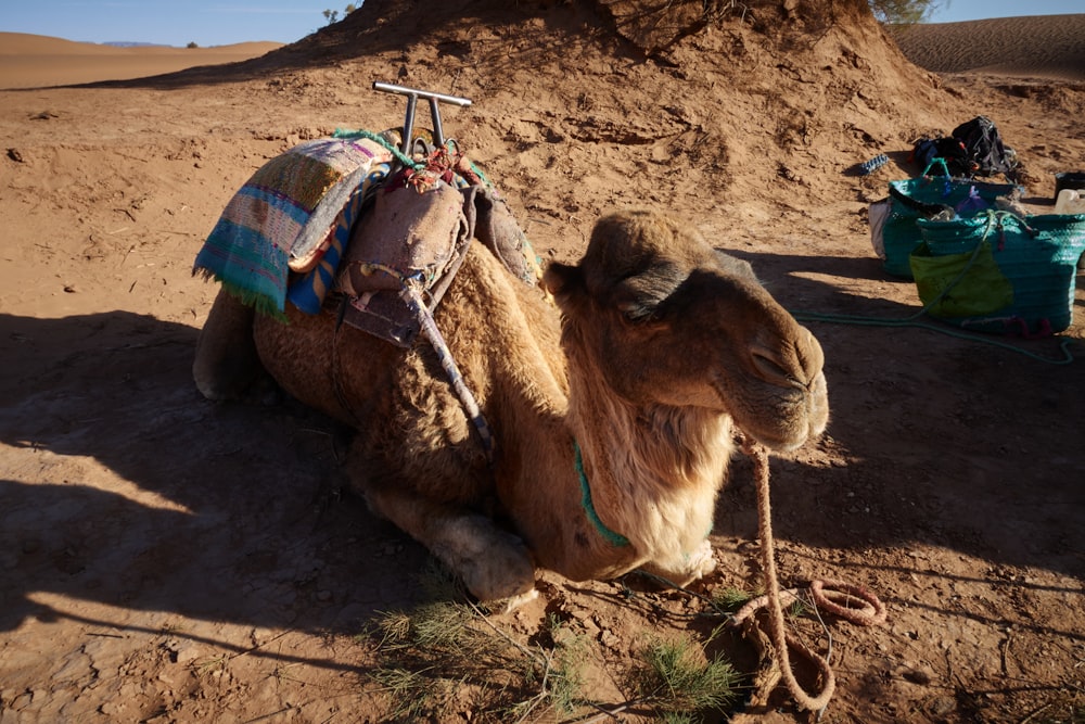 a camel sitting in the desert with a saddle on its back