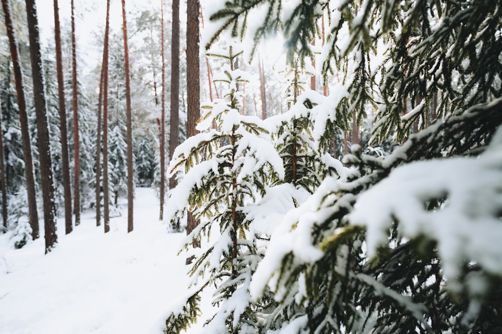 a pine tree covered in snow in a forest