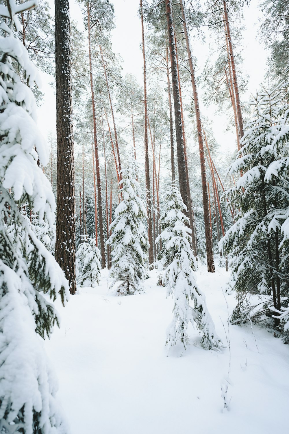 a snow covered forest filled with lots of trees