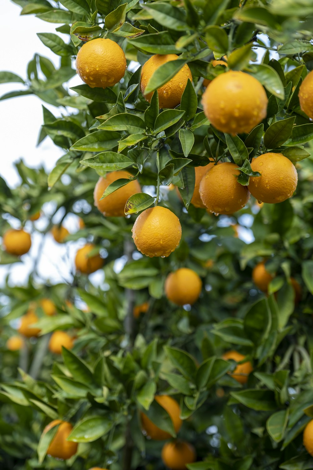 a tree filled with lots of ripe oranges