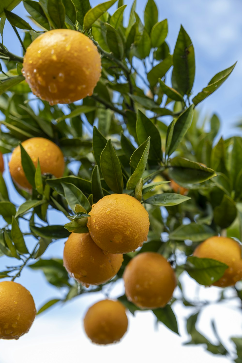 Un árbol lleno de muchas naranjas bajo un cielo azul