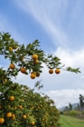 a tree filled with lots of oranges under a blue sky
