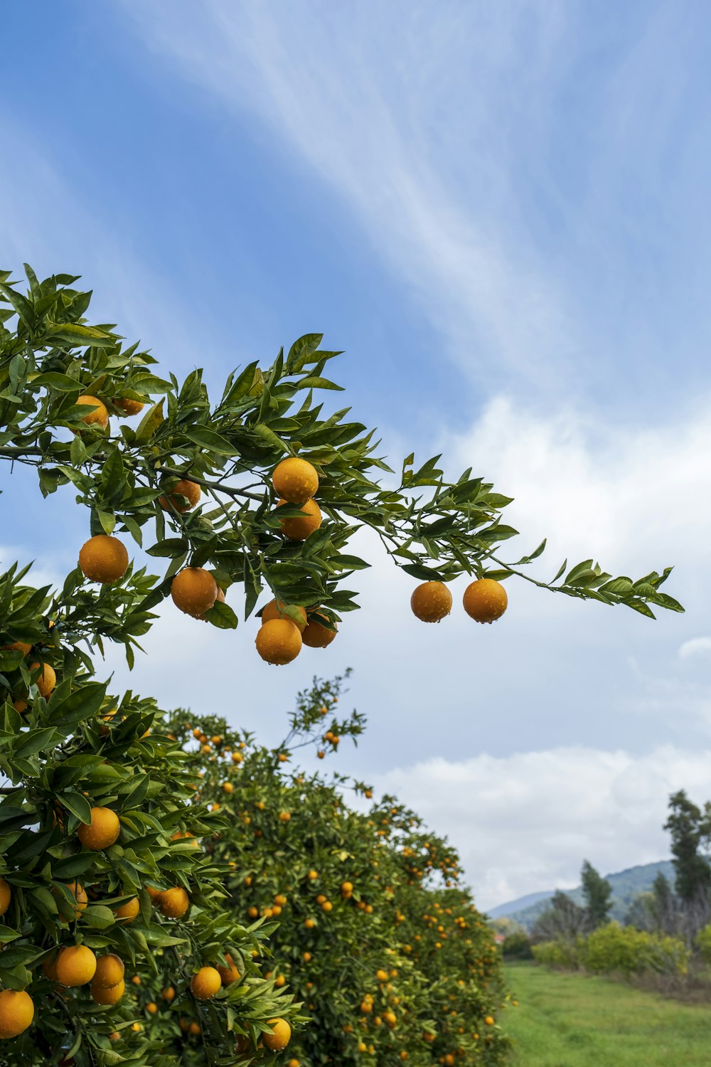 a tree filled with lots of oranges under a blue sky