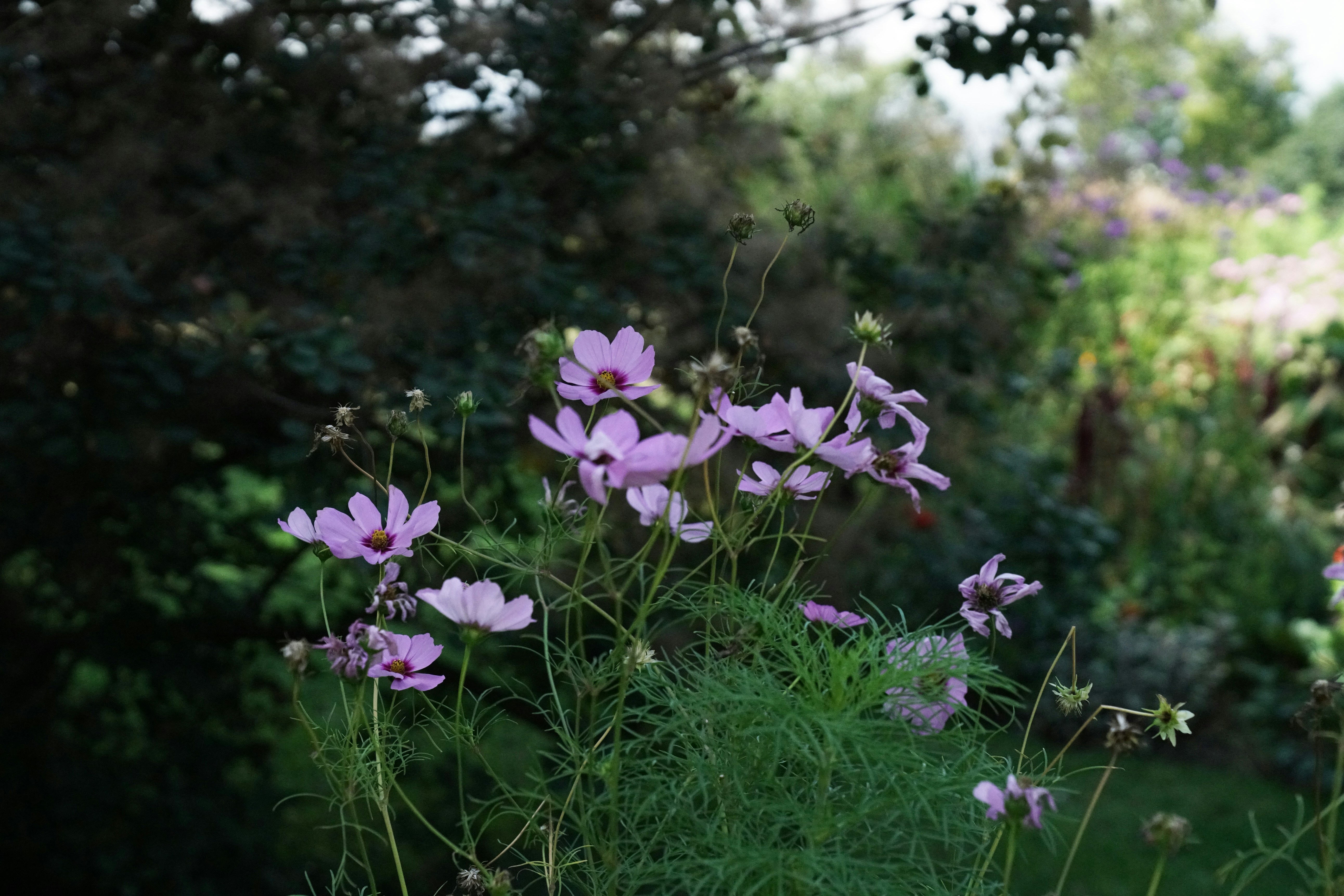 Foto Seikat bunga yang ada di rumput – Gambar Bunga Gratis di Unsplash