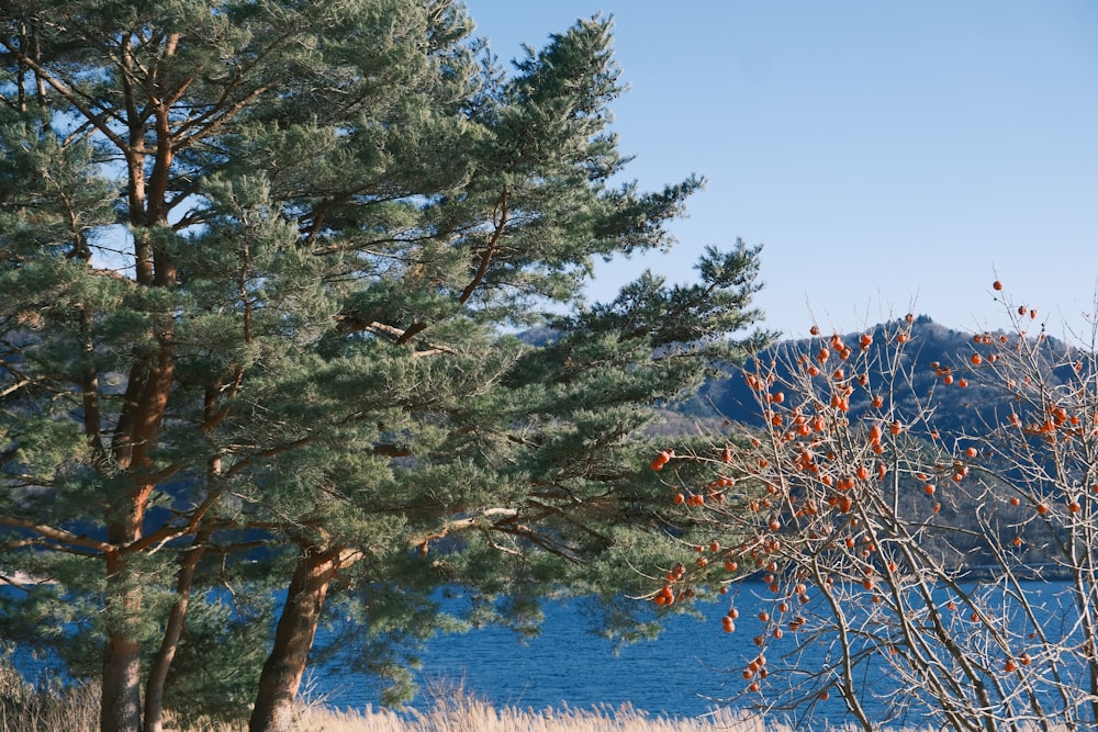 a view of a lake through some trees