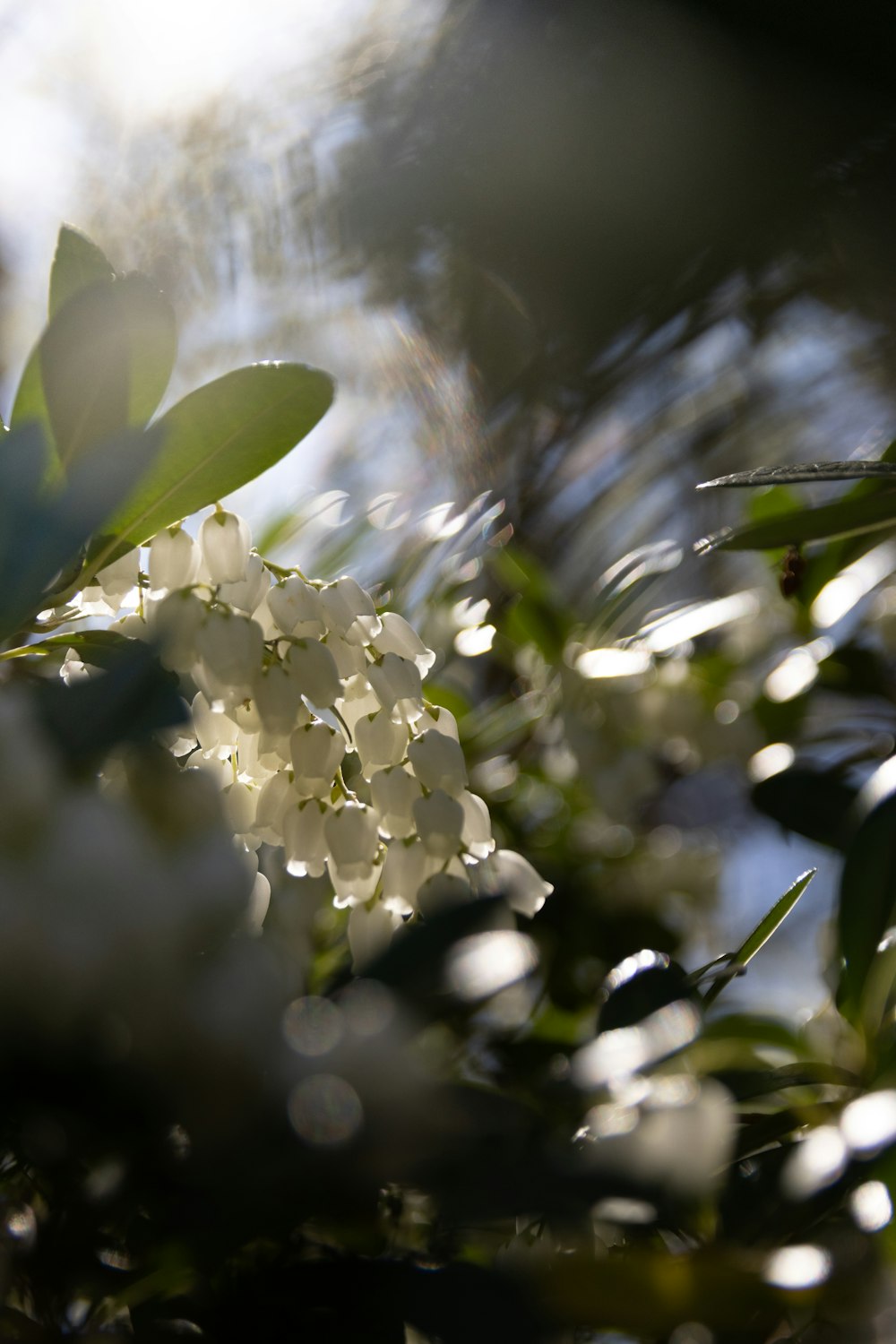 a bunch of white flowers that are on a tree