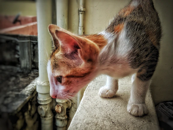 A Bengal kitten perched gracefully on a wooden ledge, gazing curiously.