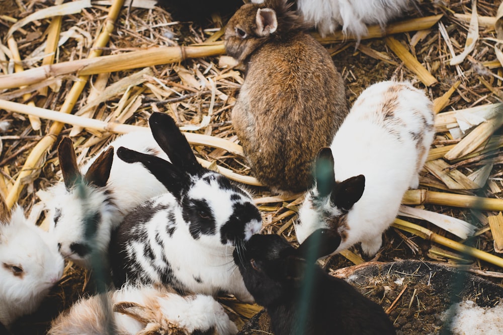 a group of rabbits sitting on top of a pile of hay
