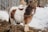 A small pony stands on a bed of straw and snow, wearing a halter attached to a lead rope. Its coat is a mix of brown and white patches, and its mane falls over its forehead. The background includes a metal fence, bare trees, and scattered hay.