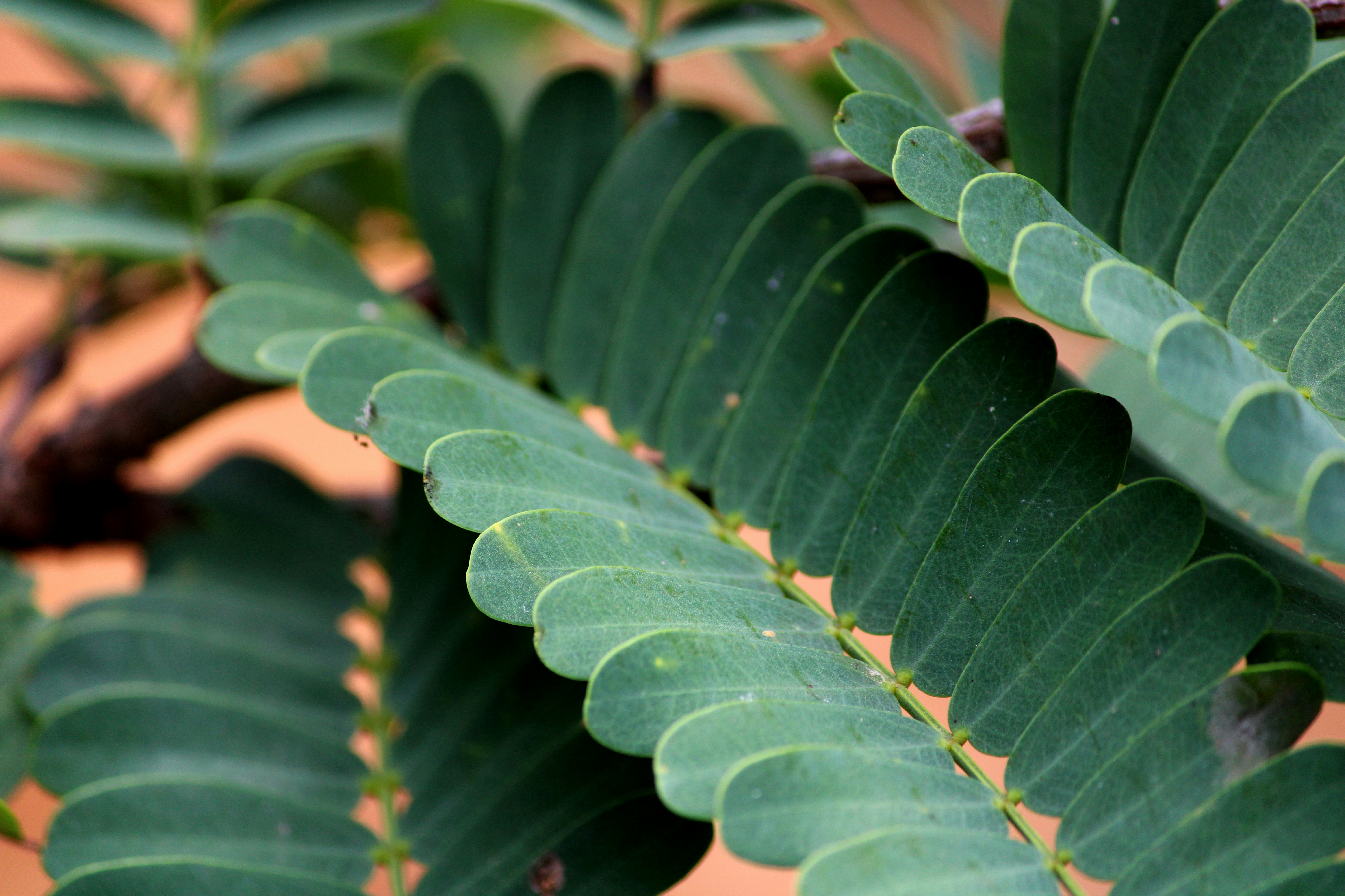 التمر الهندي: حجر الزاوية في إعادة التشجير الاستوائي