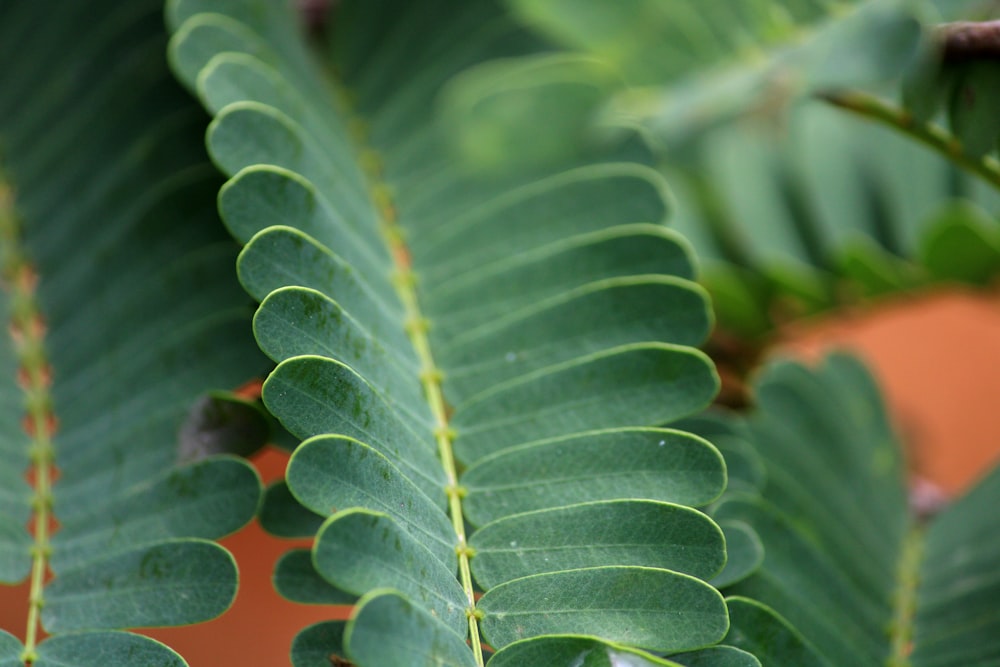 a close up of a green leaf on a tree