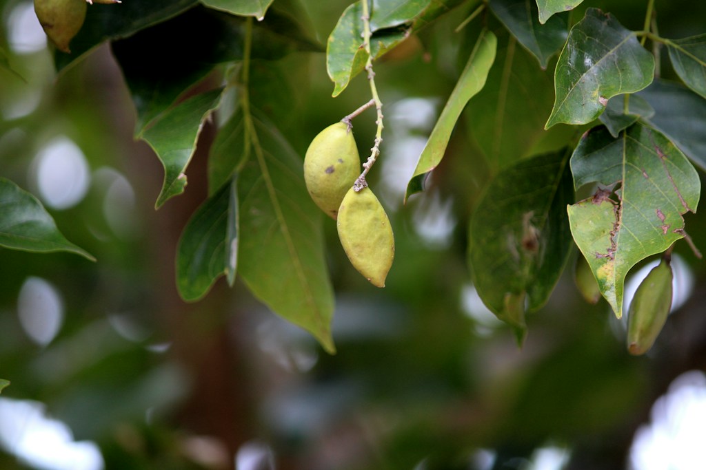 Fresh Nutmeg Fruit