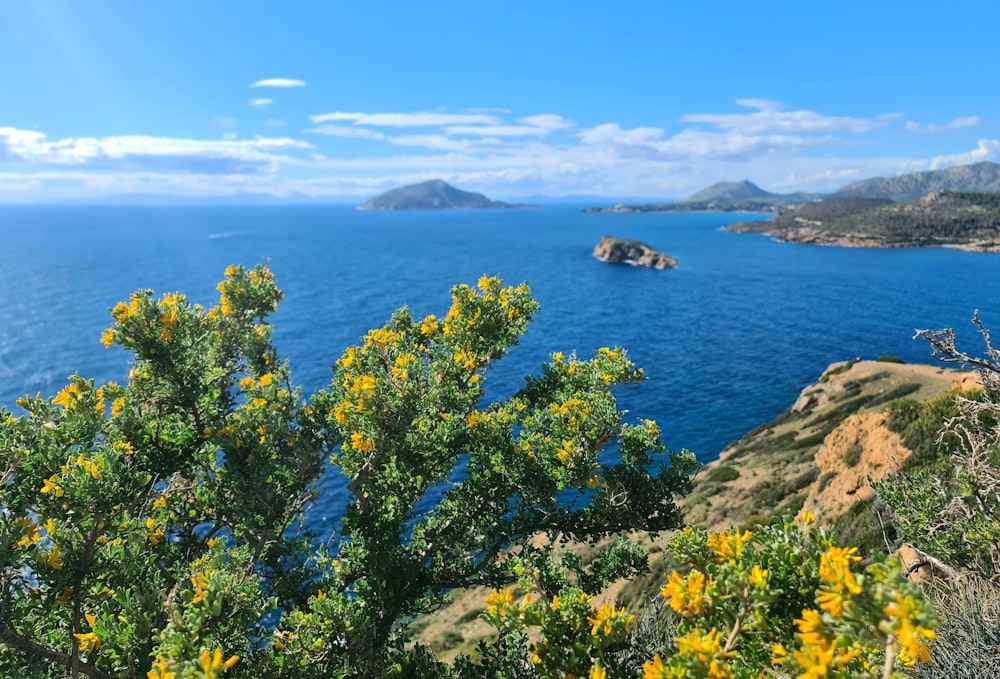 a view of a body of water with yellow flowers in the foreground