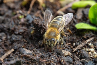 a close up of a bee on the ground