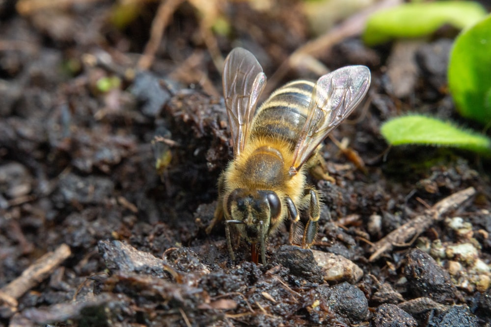 a close up of a bee on the ground