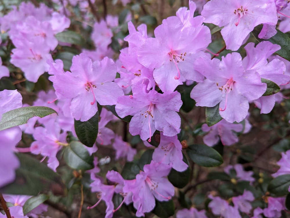 a bush of purple flowers with green leaves