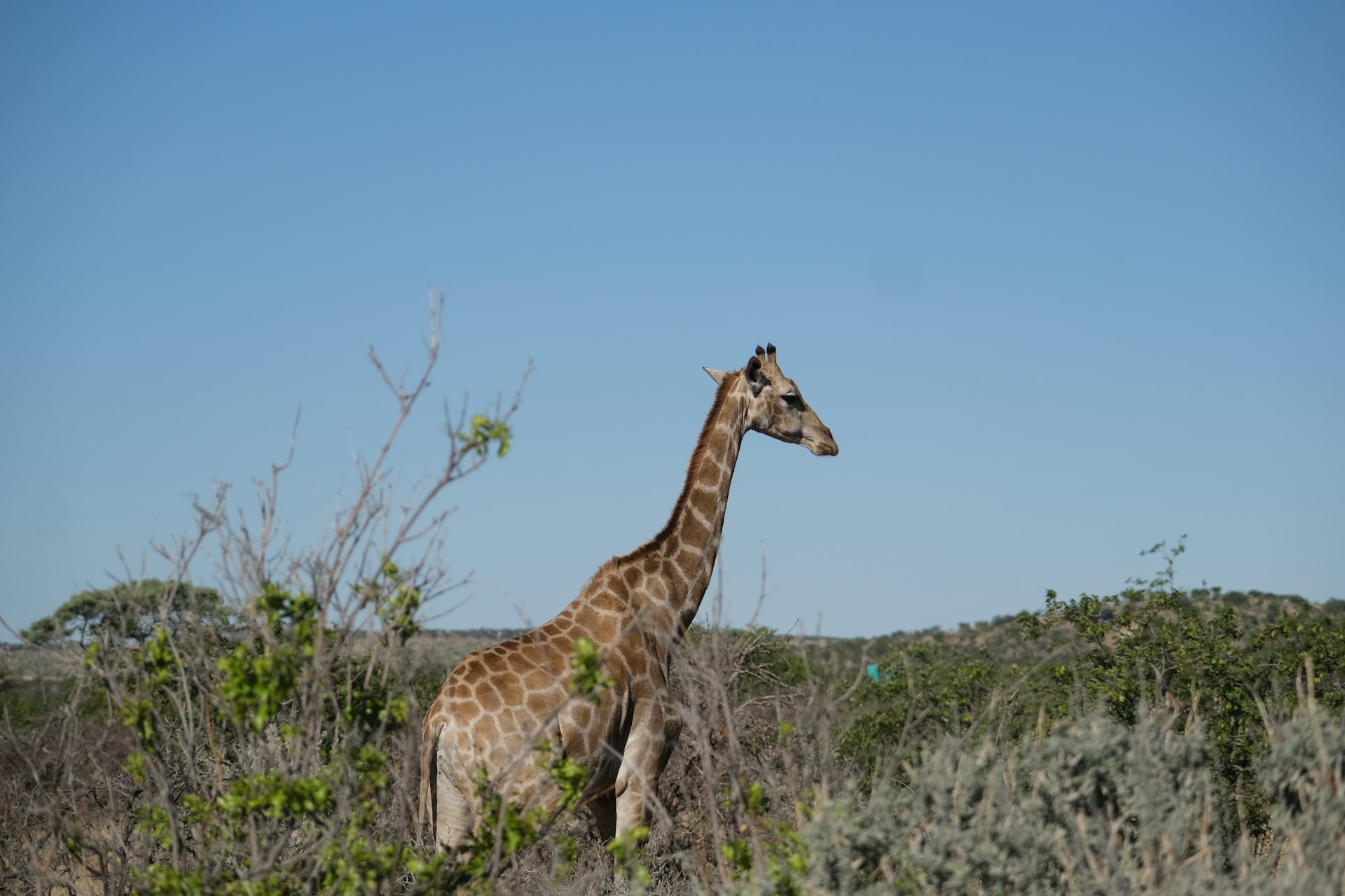 a giraffe standing in the middle of a field