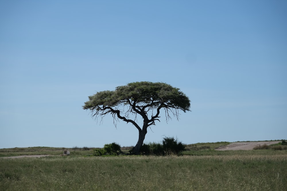 a lone tree in the middle of a field