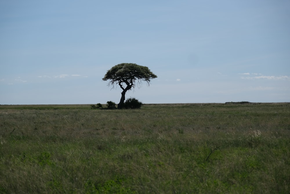 a lone tree in the middle of a field