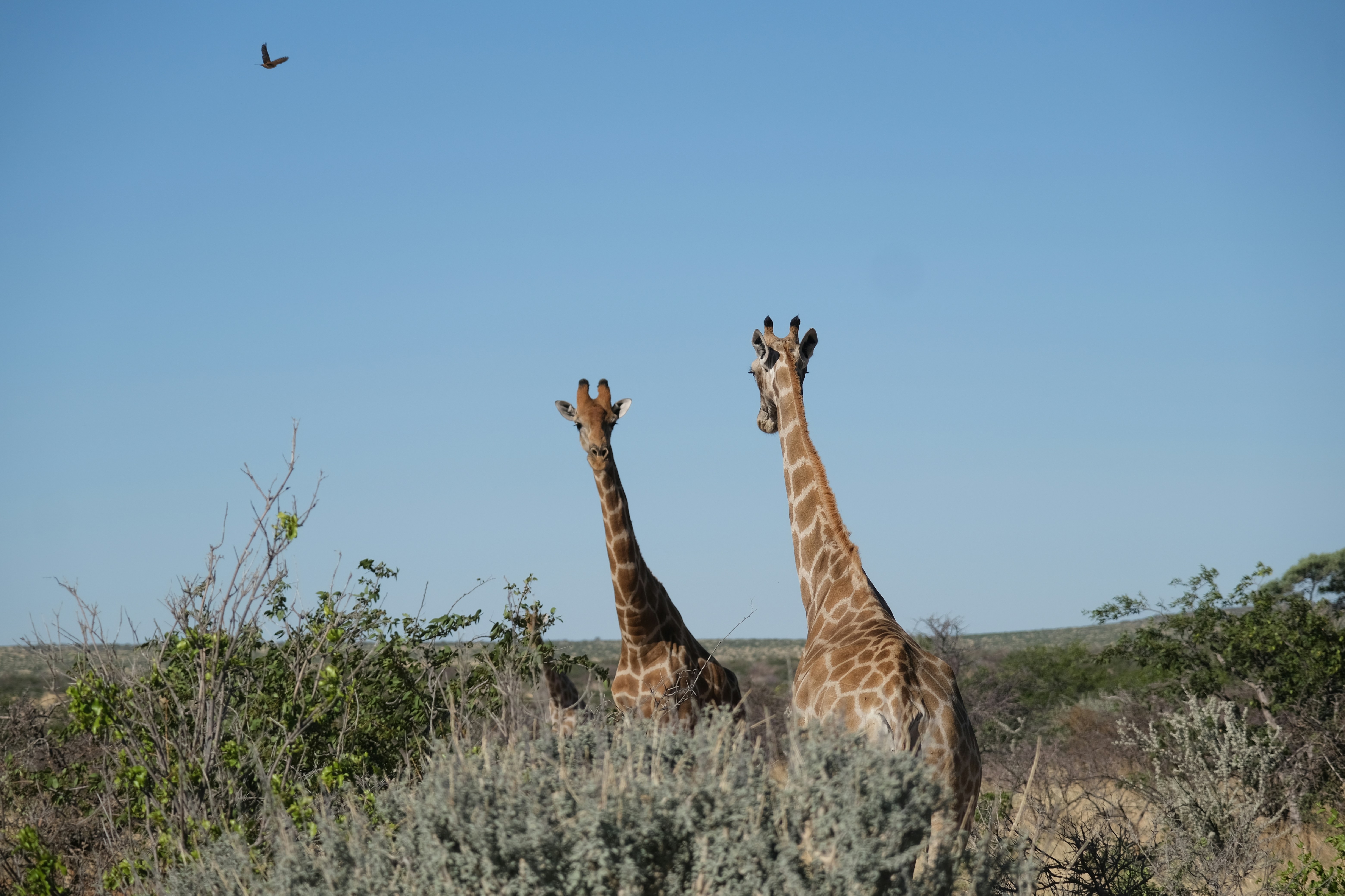 um casal de girafas de pé um ao lado do outro