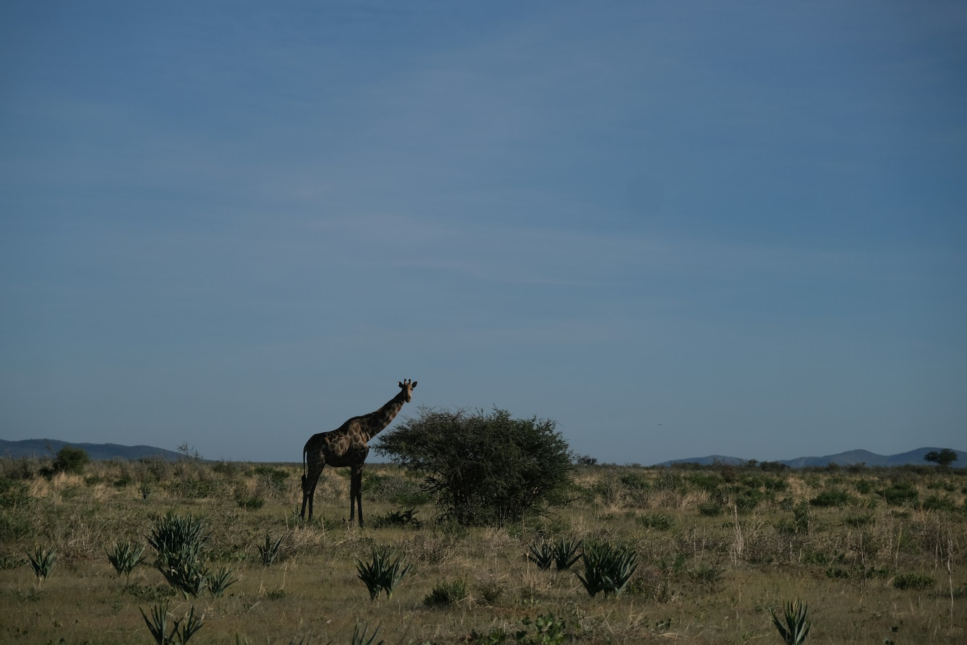 a giraffe standing in the middle of a field