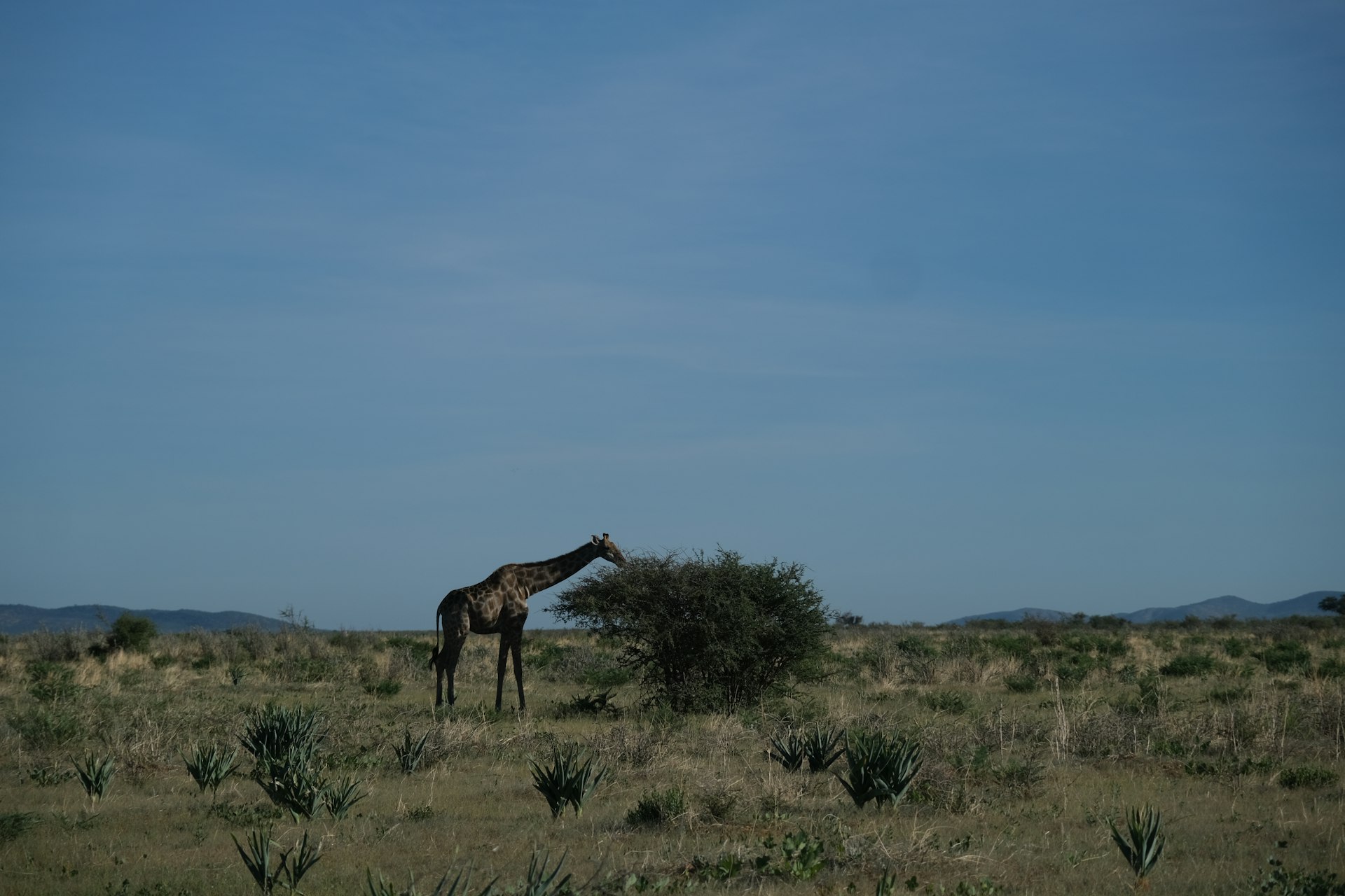 a giraffe standing in the middle of a field
