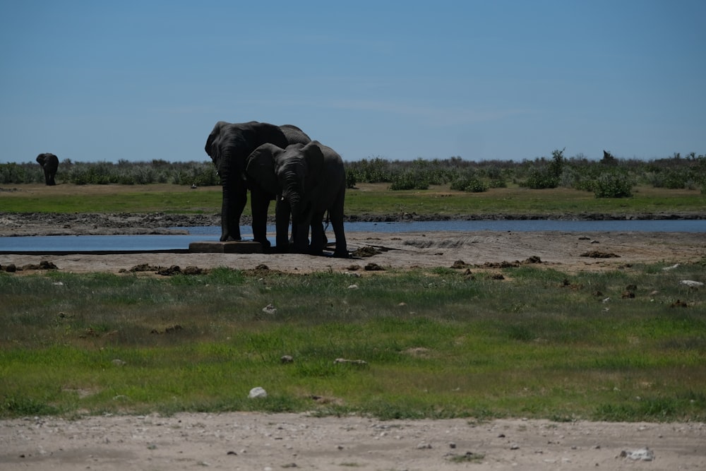 a couple of elephants standing next to a body of water