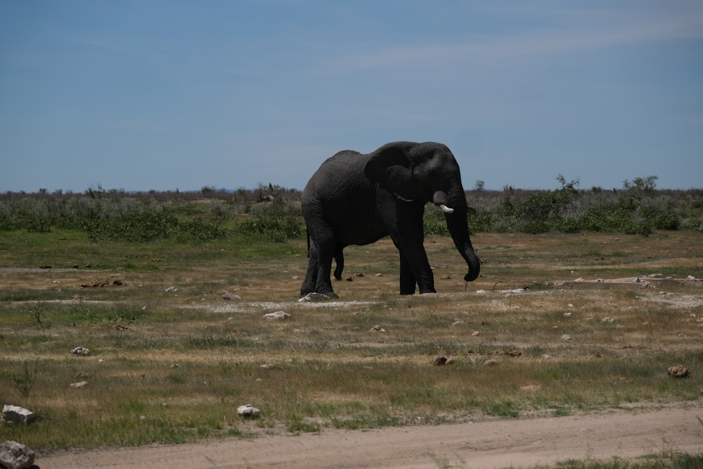 an elephant walking across a dry grass field