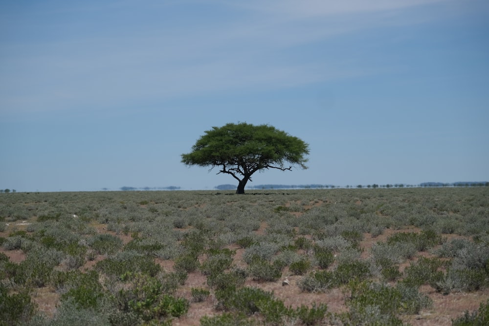 a lone tree in the middle of a field