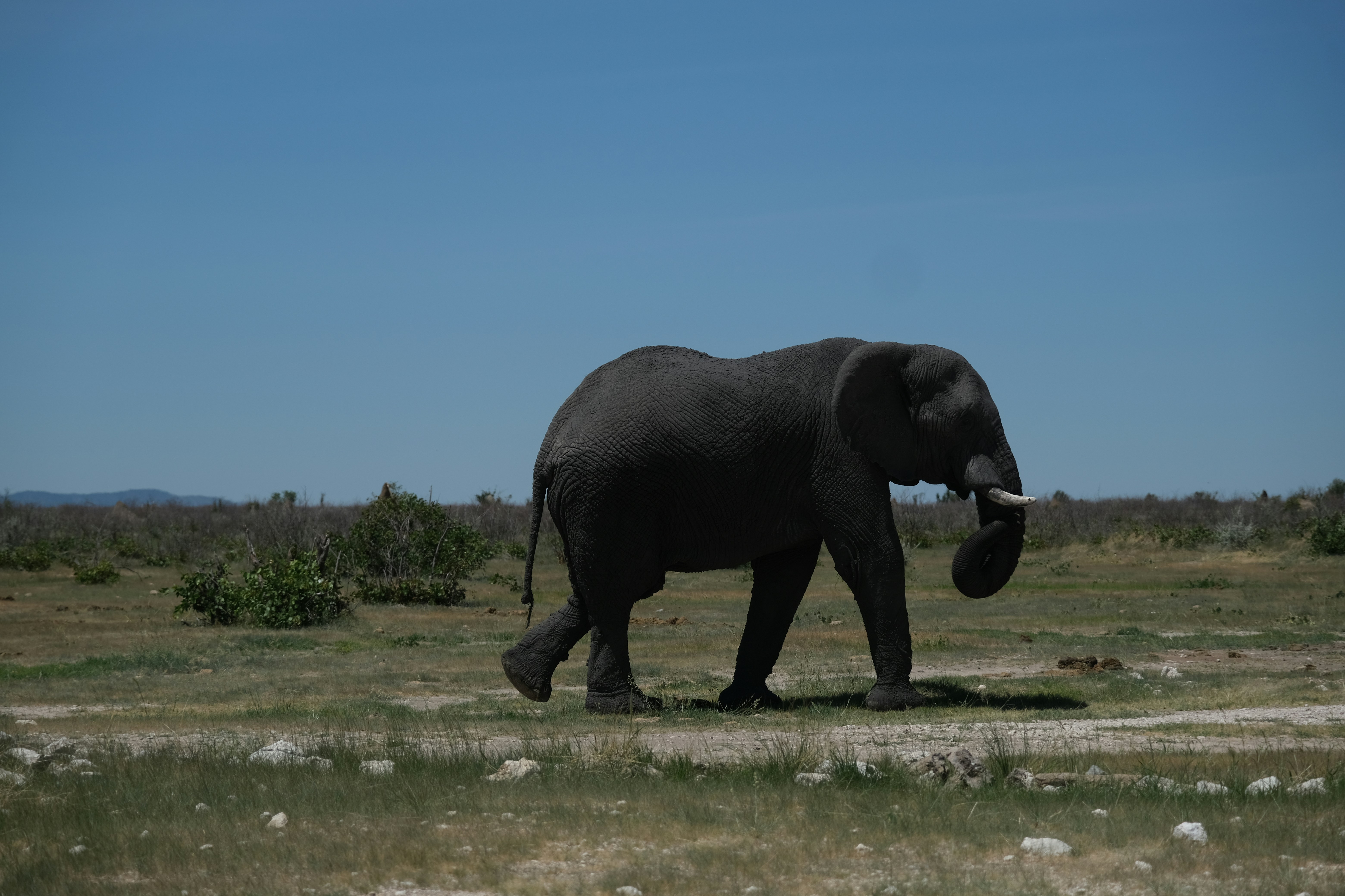 Animal africano Tríptico africano safari 3 pieza pintura original arte  elefantes leones jirafas naranja puesta de sol decoración - Etsy México, image size:3000x2000