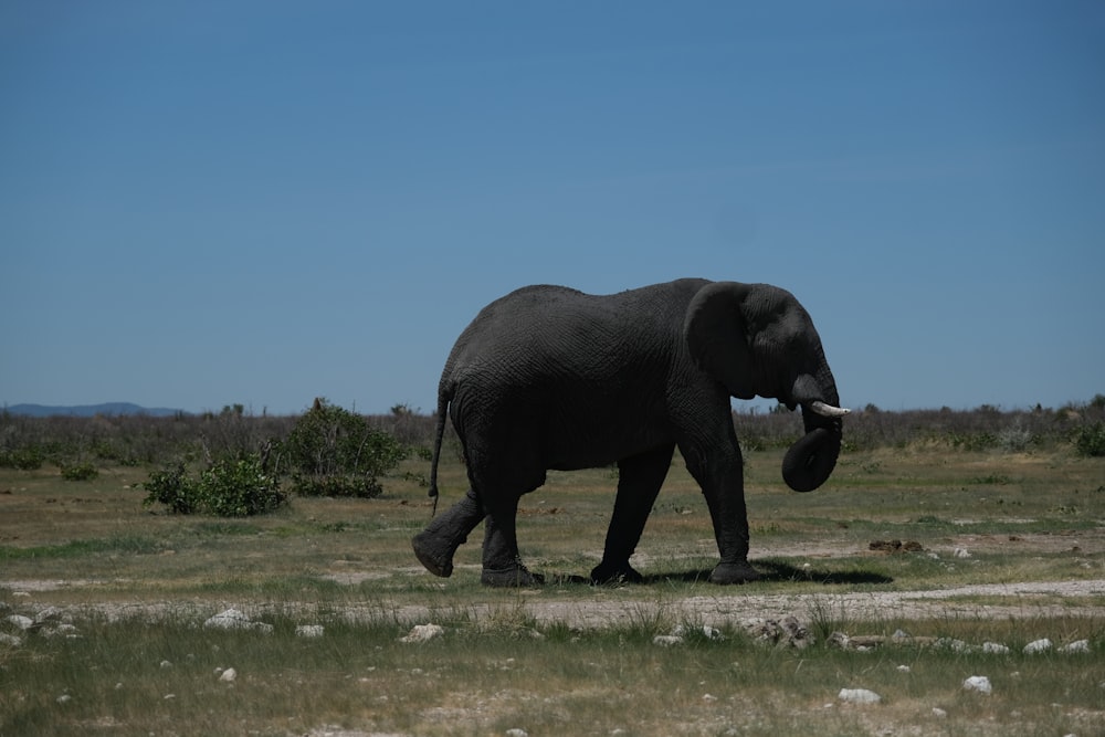 a large elephant walking across a grass covered field