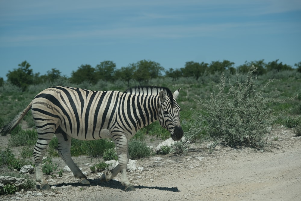 a zebra is walking on a dirt road