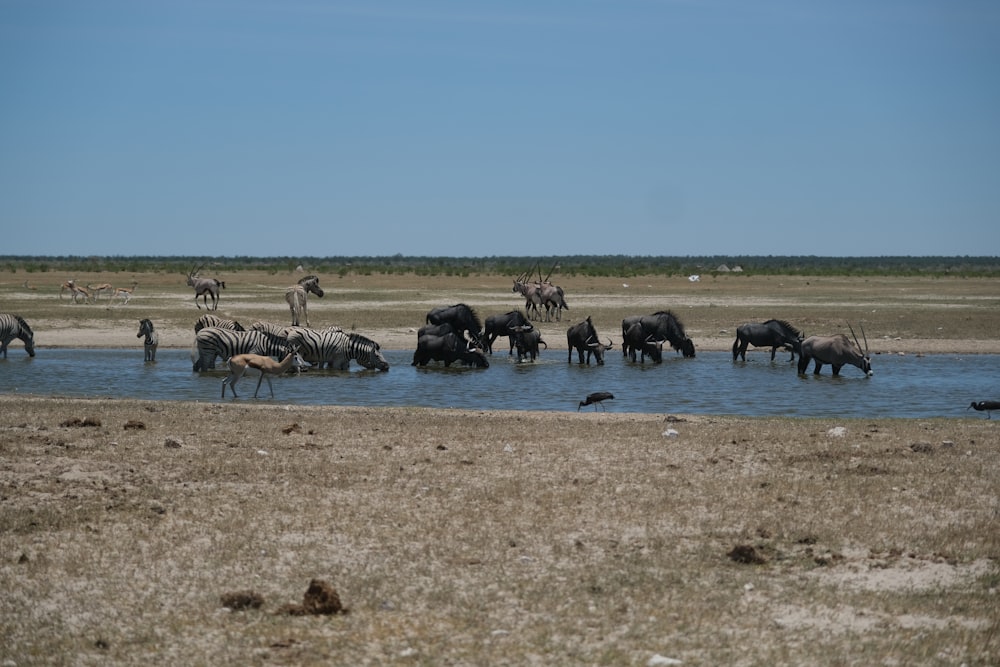 a herd of wild animals drinking water from a river