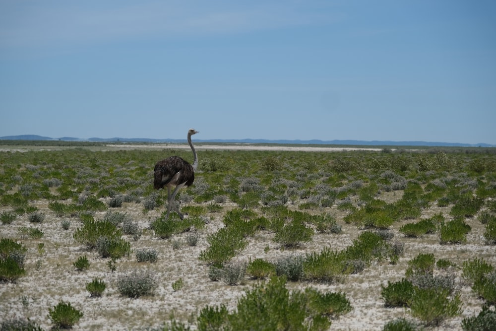 an ostrich in a field with a sky background