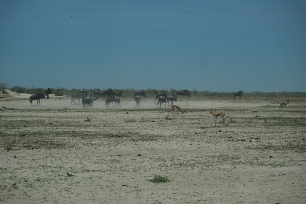 a herd of animals standing on top of a dry grass field