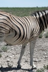 a zebra standing in the middle of a field