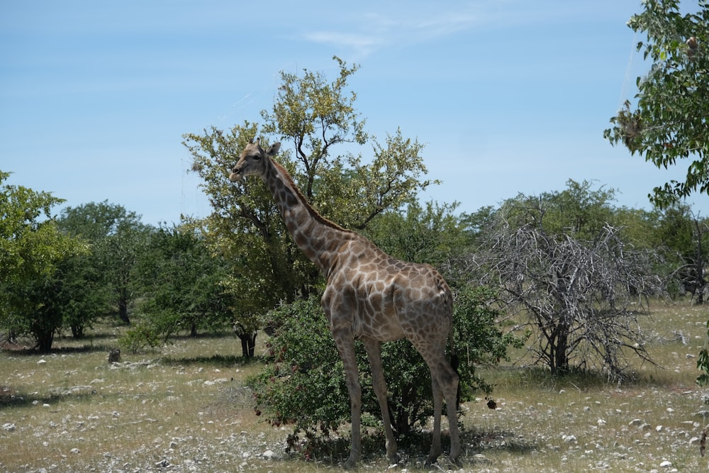 a giraffe eating leaves off of a tree