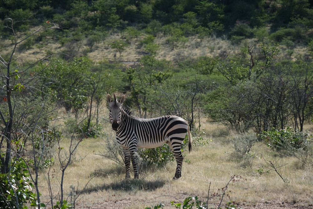 a zebra standing in the middle of a field