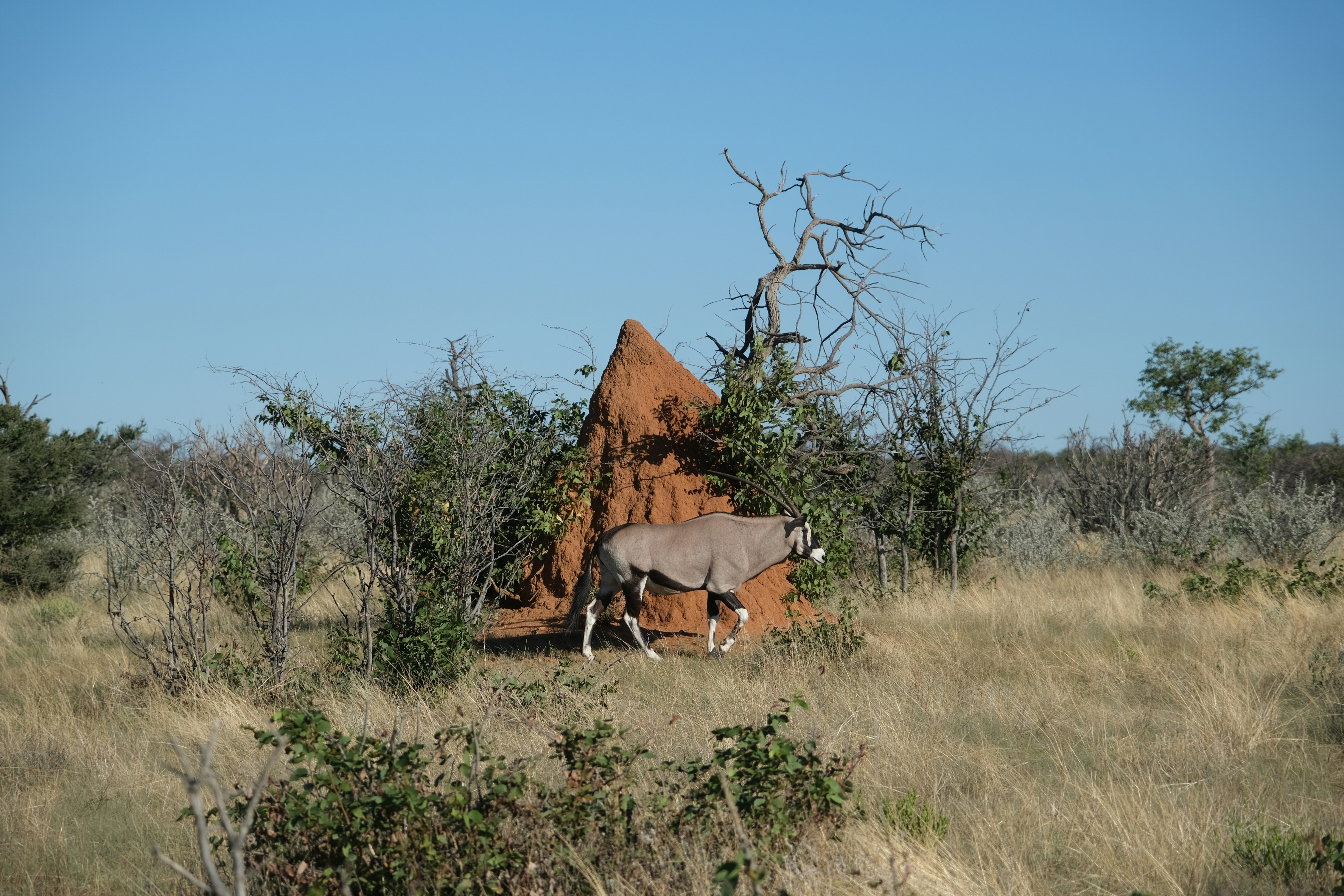 Oryx Guesthouse 
