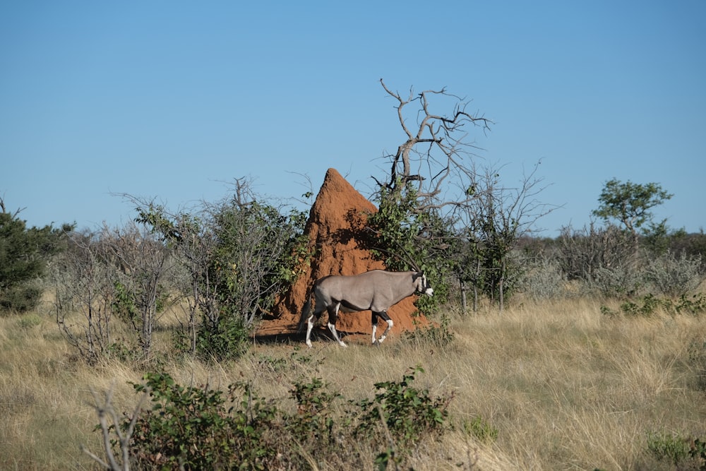 an antelope standing in a field next to a rock