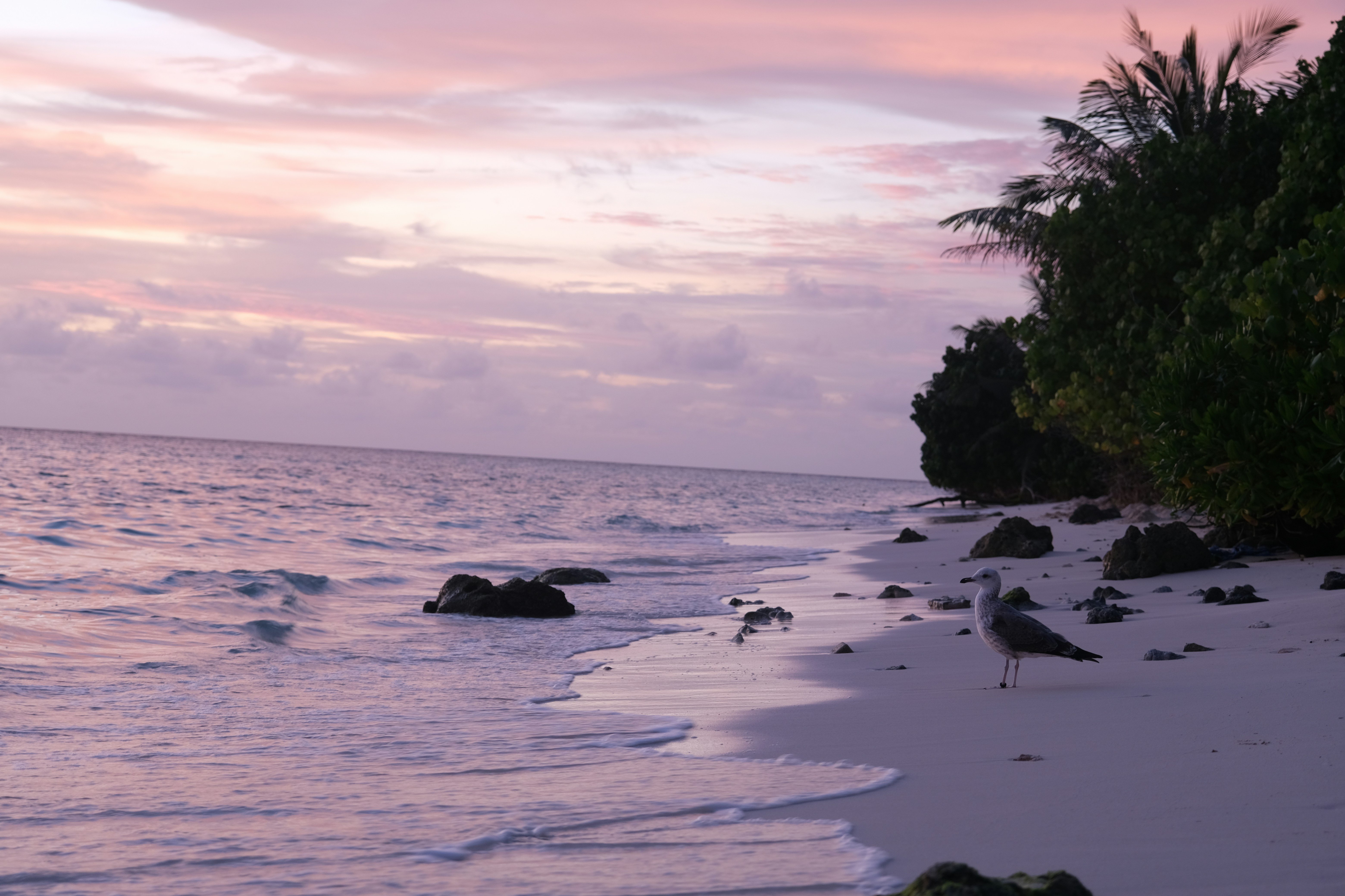 a bird standing on a beach next to the ocean