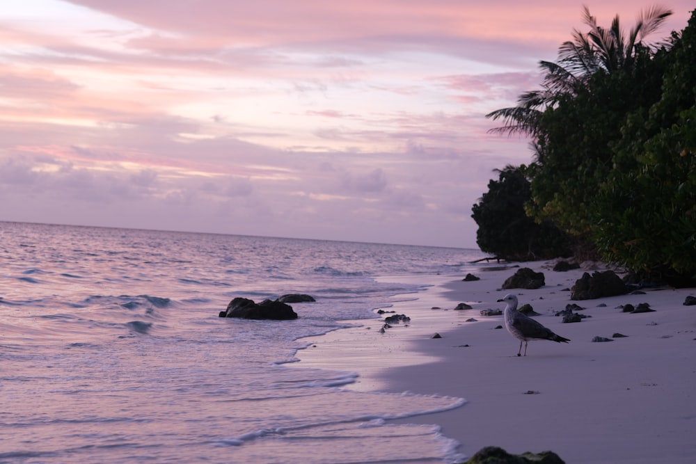 a bird standing on a beach next to the ocean