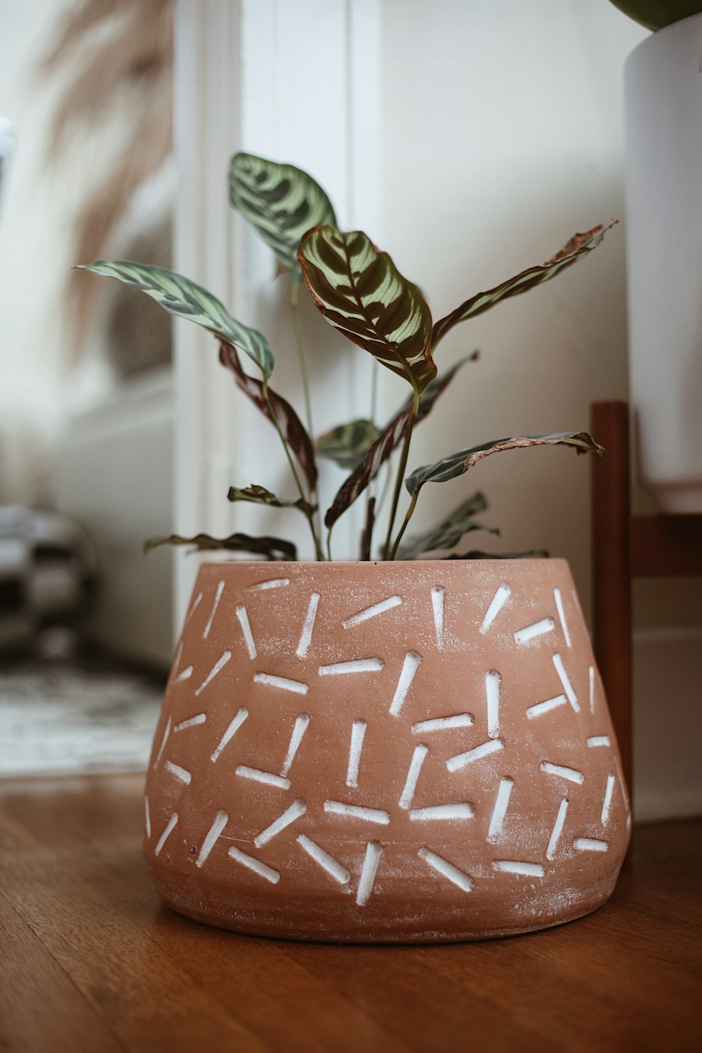 a potted plant sitting on top of a wooden table