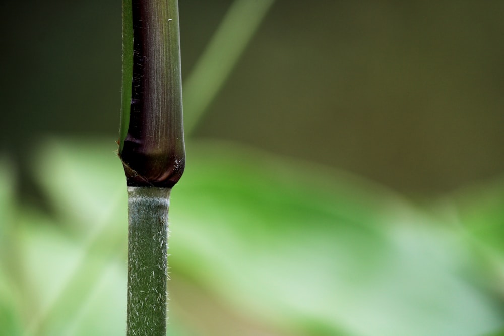 a close up of a plant with a drop of water on it